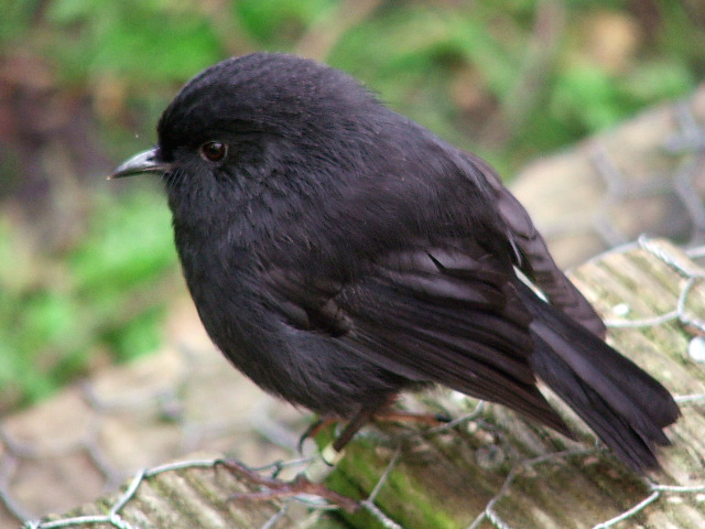 Image by Frances Schmechel (CC BY-SA 2.0).