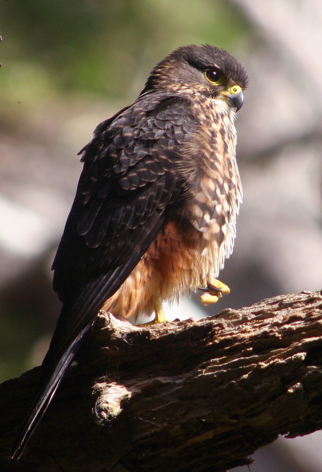 Tiny but mighty. Image by Tony Wills (CC BY-SA 3.0).