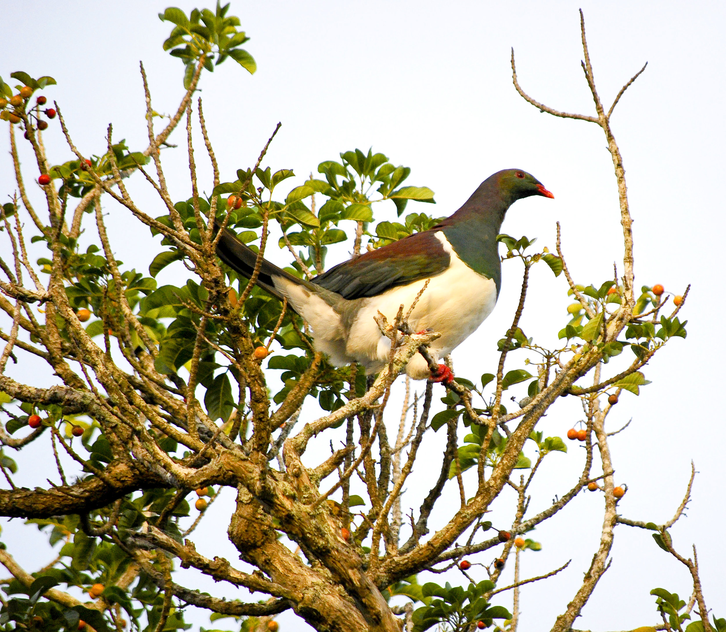 On the lookout for some tasty forest fruit. Image by Cheryl Harvey (CC BY-NC-ND 2.0).