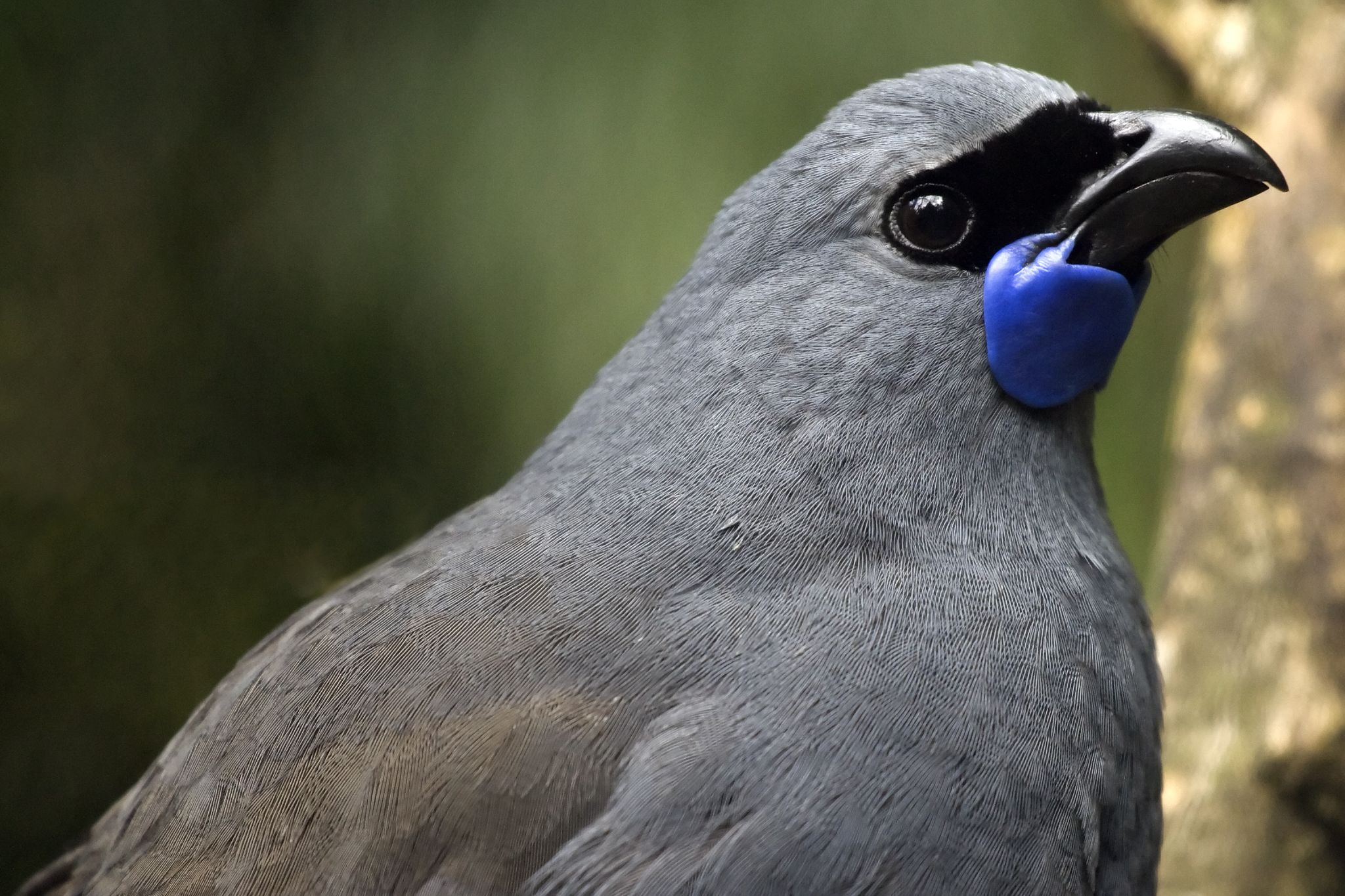 Masked forest bandit with a bell-like voice. Image by Matt Binns (CC BY 2.0).
