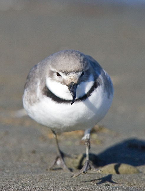 Check out that bent beak! Image by 57Andrew (CC BY-NC-ND 2.0).