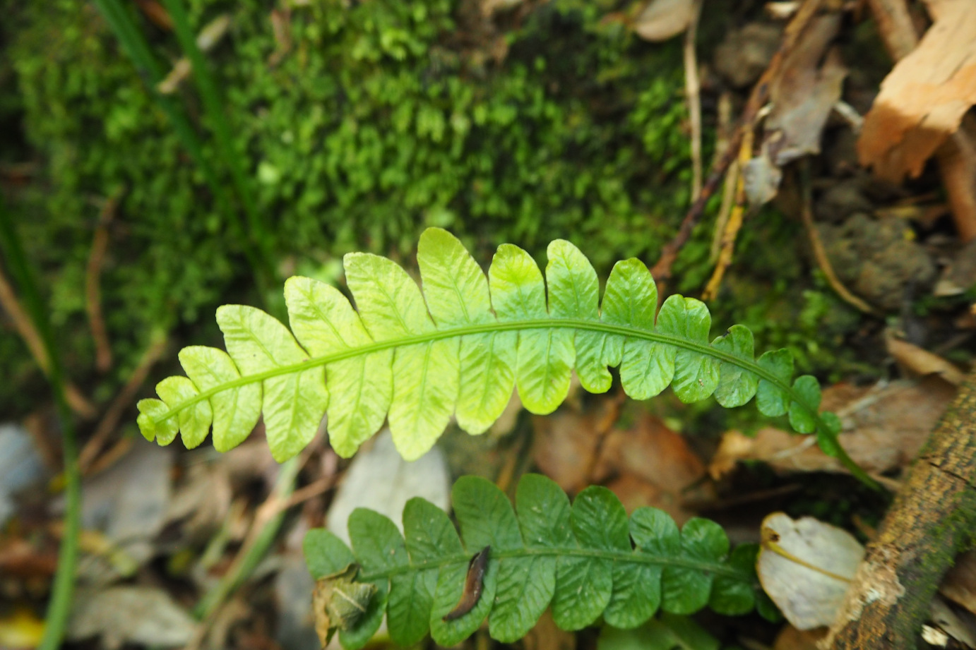 50 shades of green