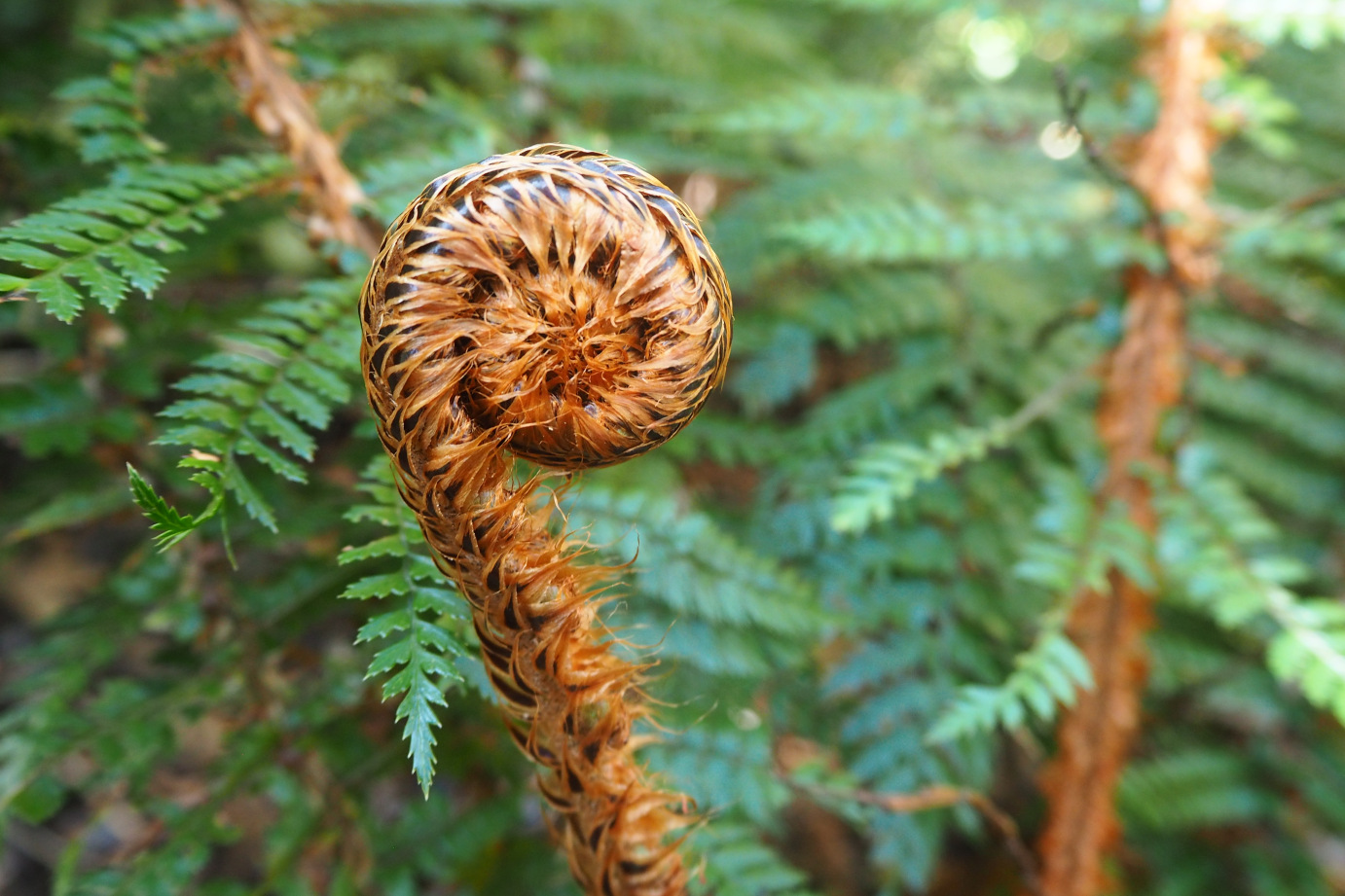 Koru unfurling