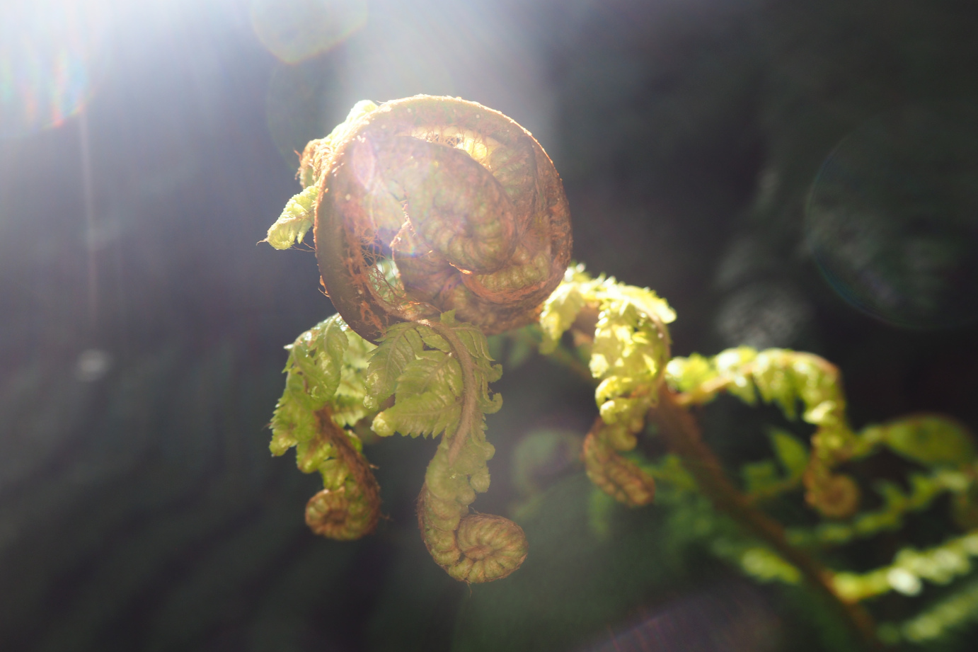 New growth & light