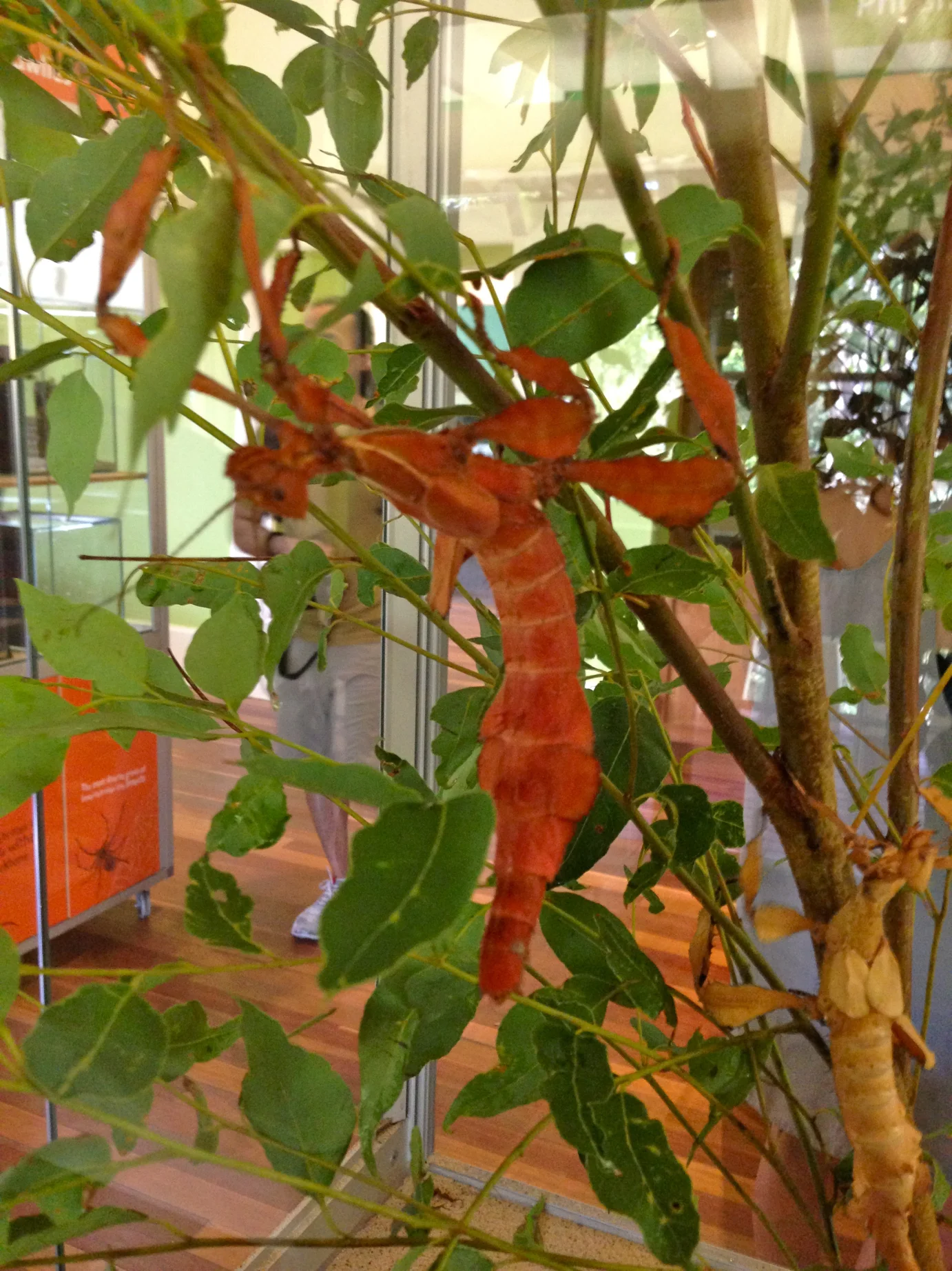CRAZY GIANT STICK INSECT WOOAAHH