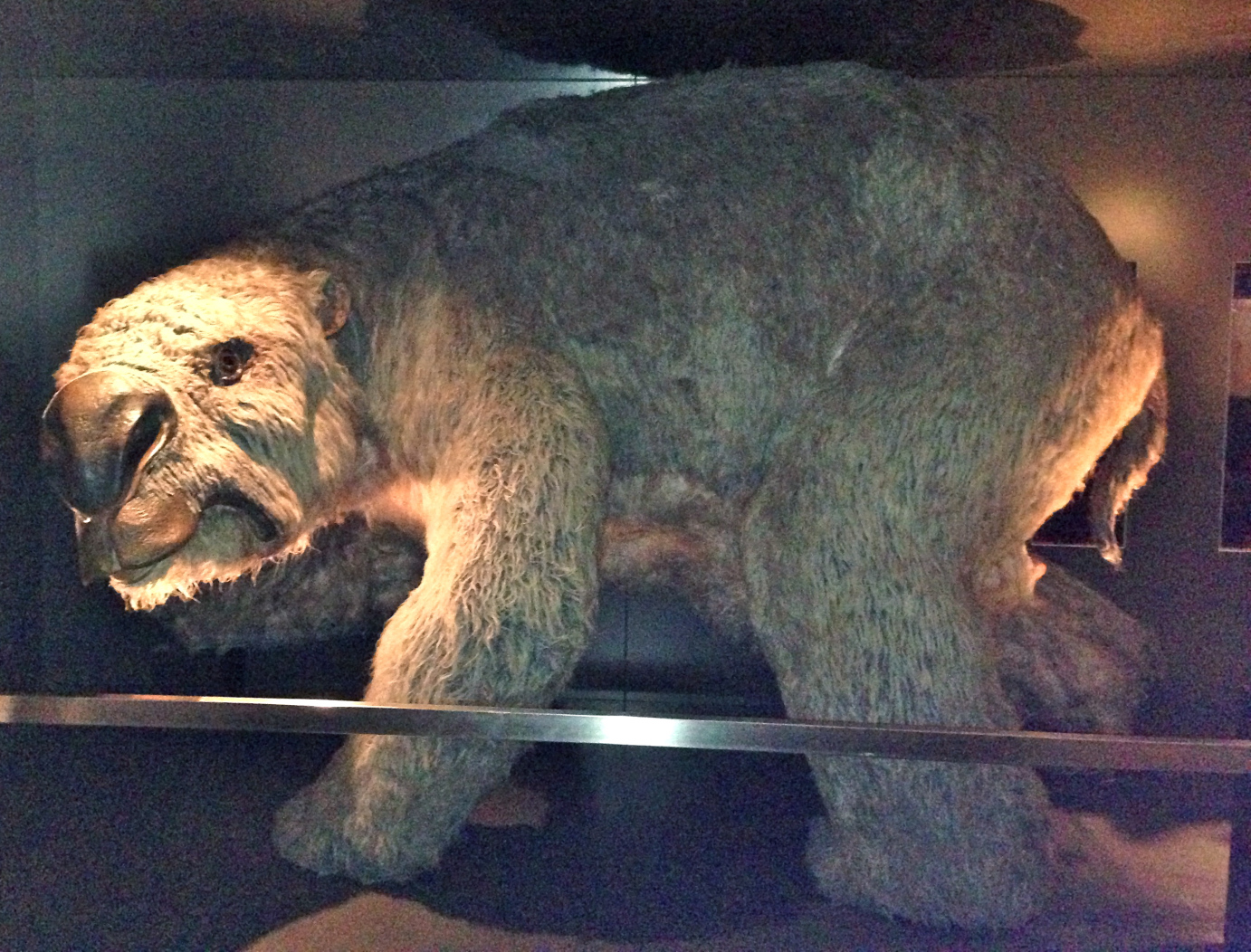 Diprotodon: giant wombat.