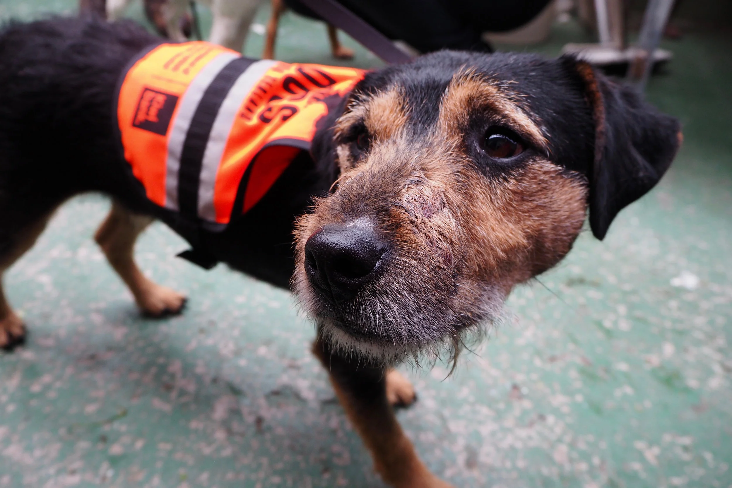 Woods the stoat detection dog.