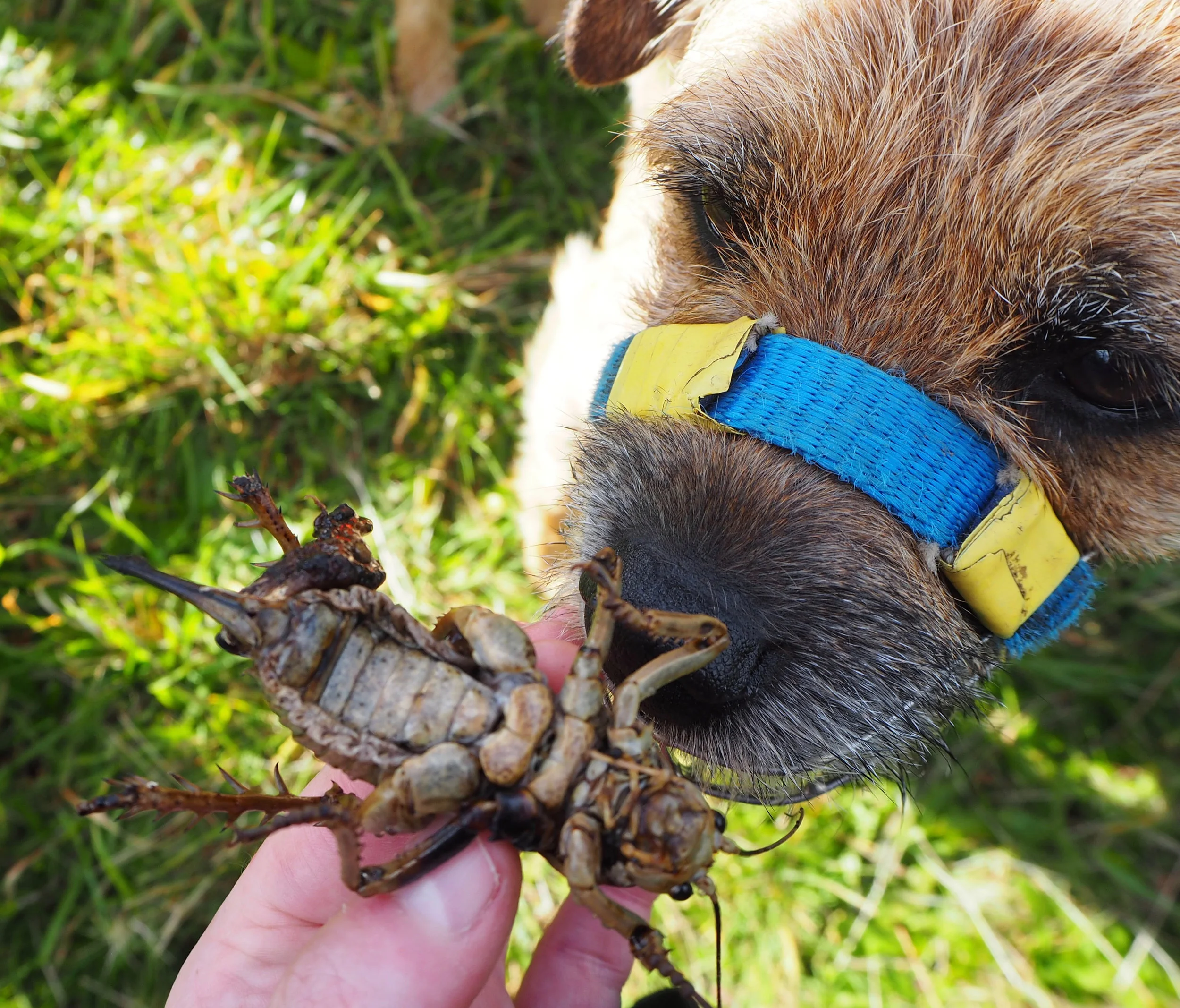 Found a dead weta!