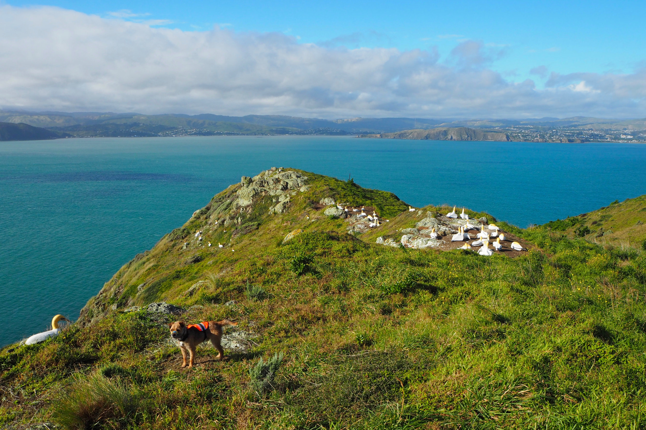 Colony of fake gannets to attract these seabirds back to the island.