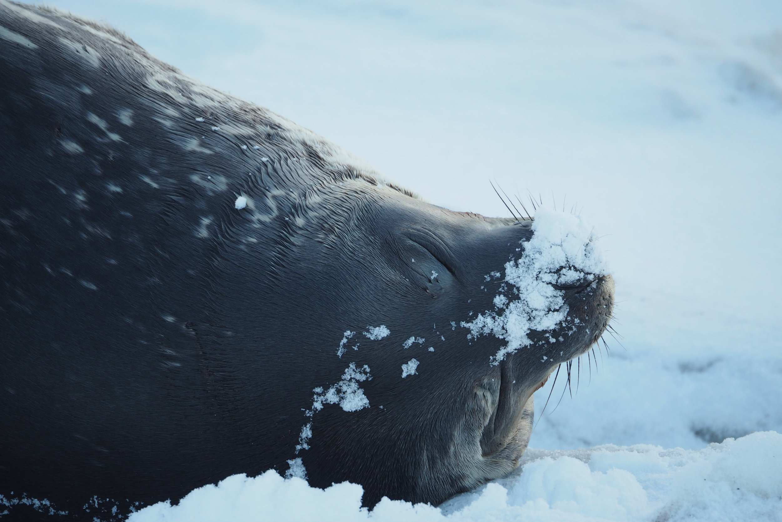 Weddell seal, Balleny Islands