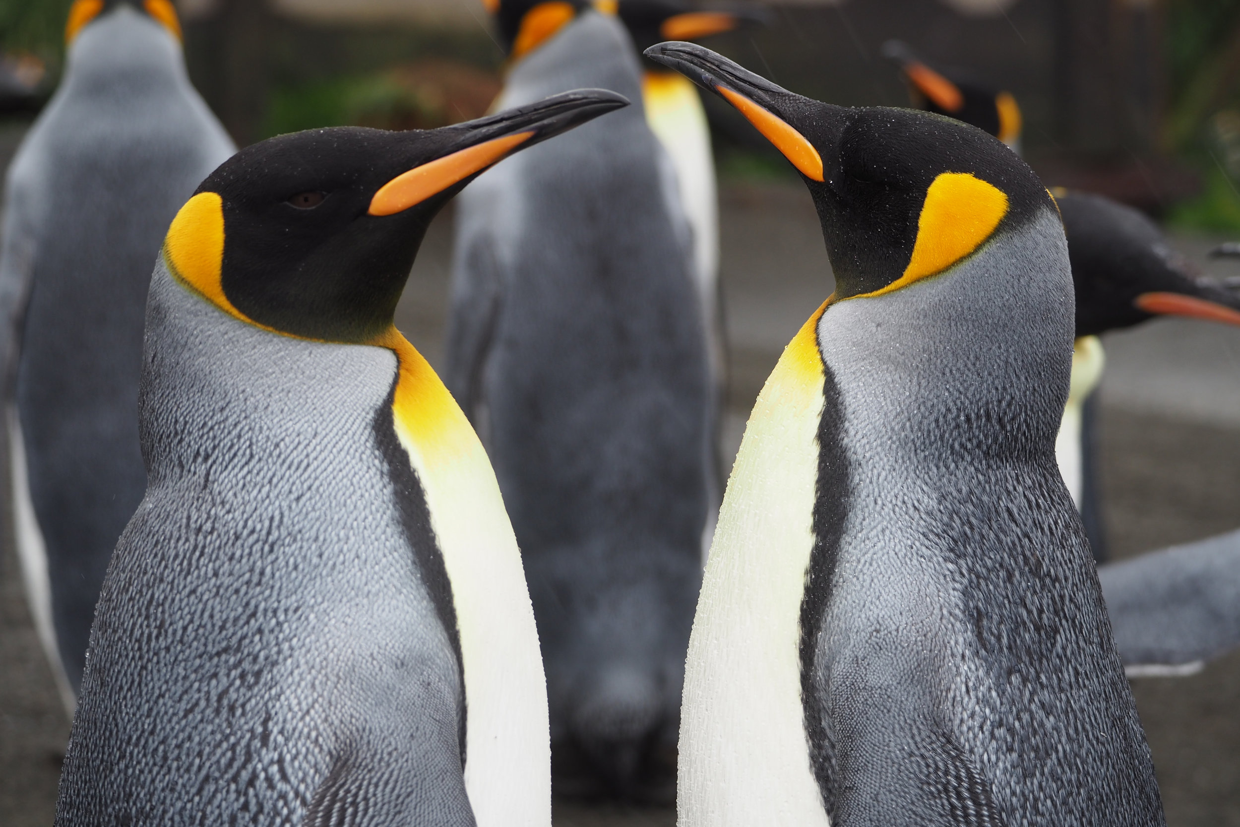 King penguins, Macquarie Island