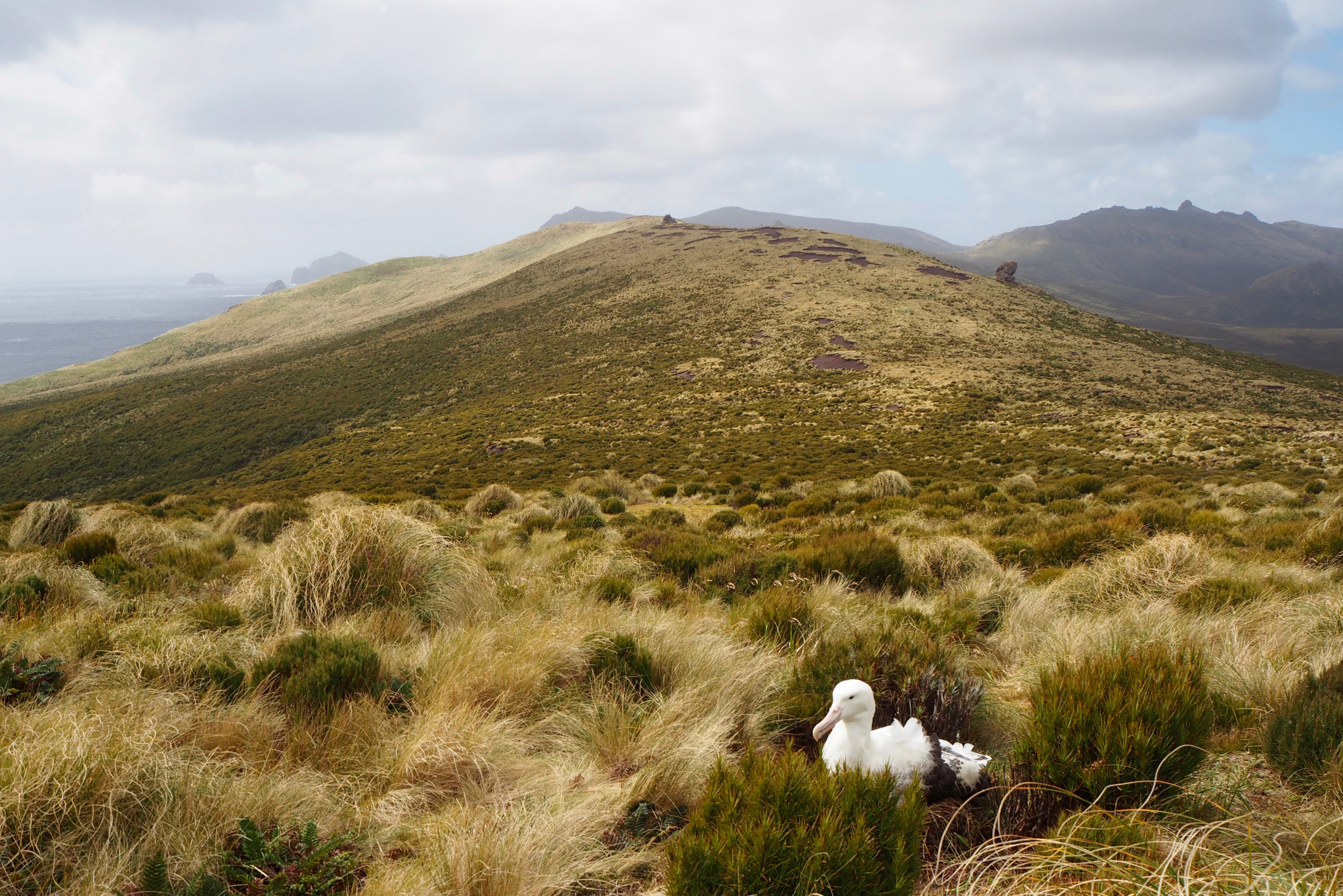 Southern royal albatross, Campbell Island