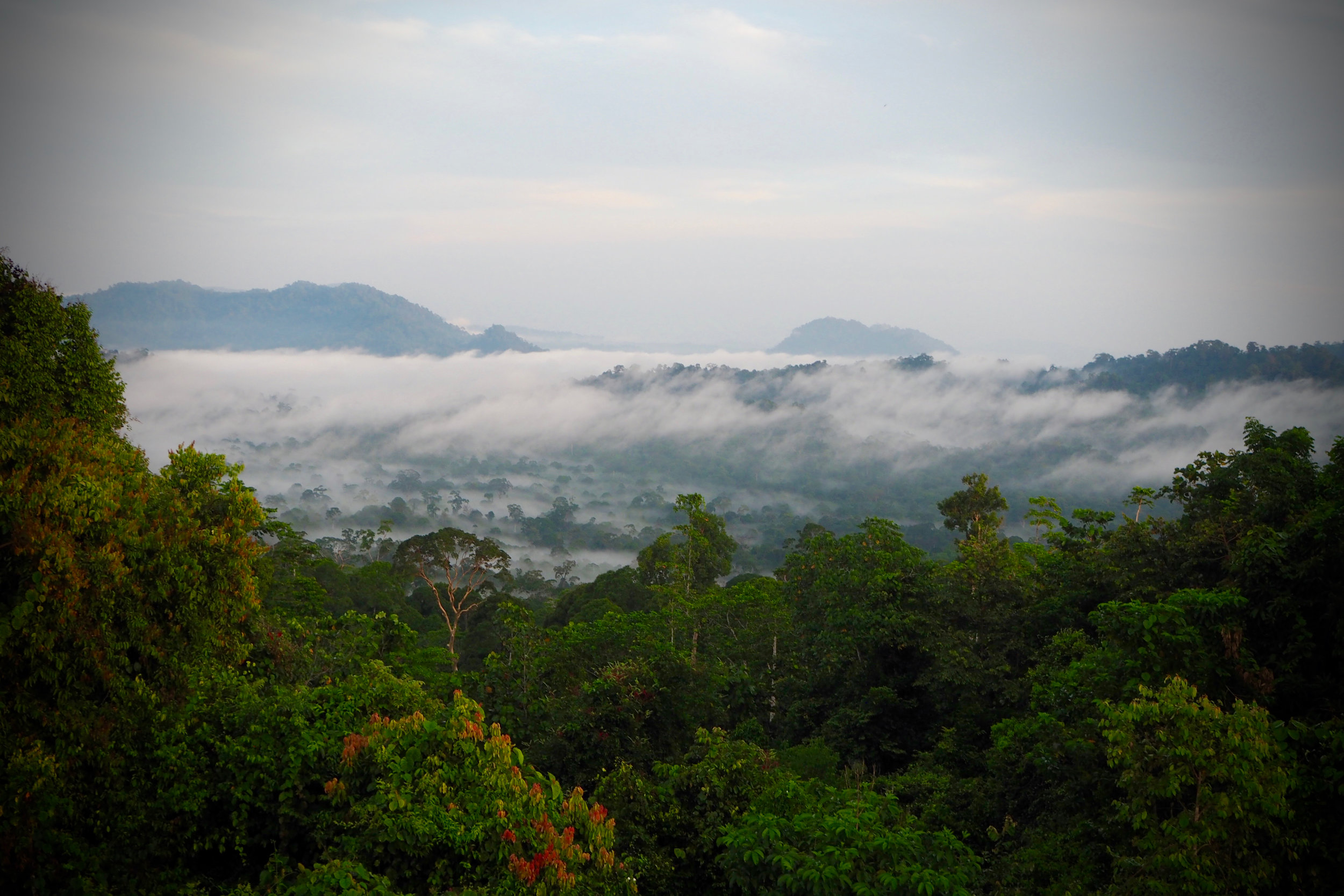 Danum Valley, Borneo