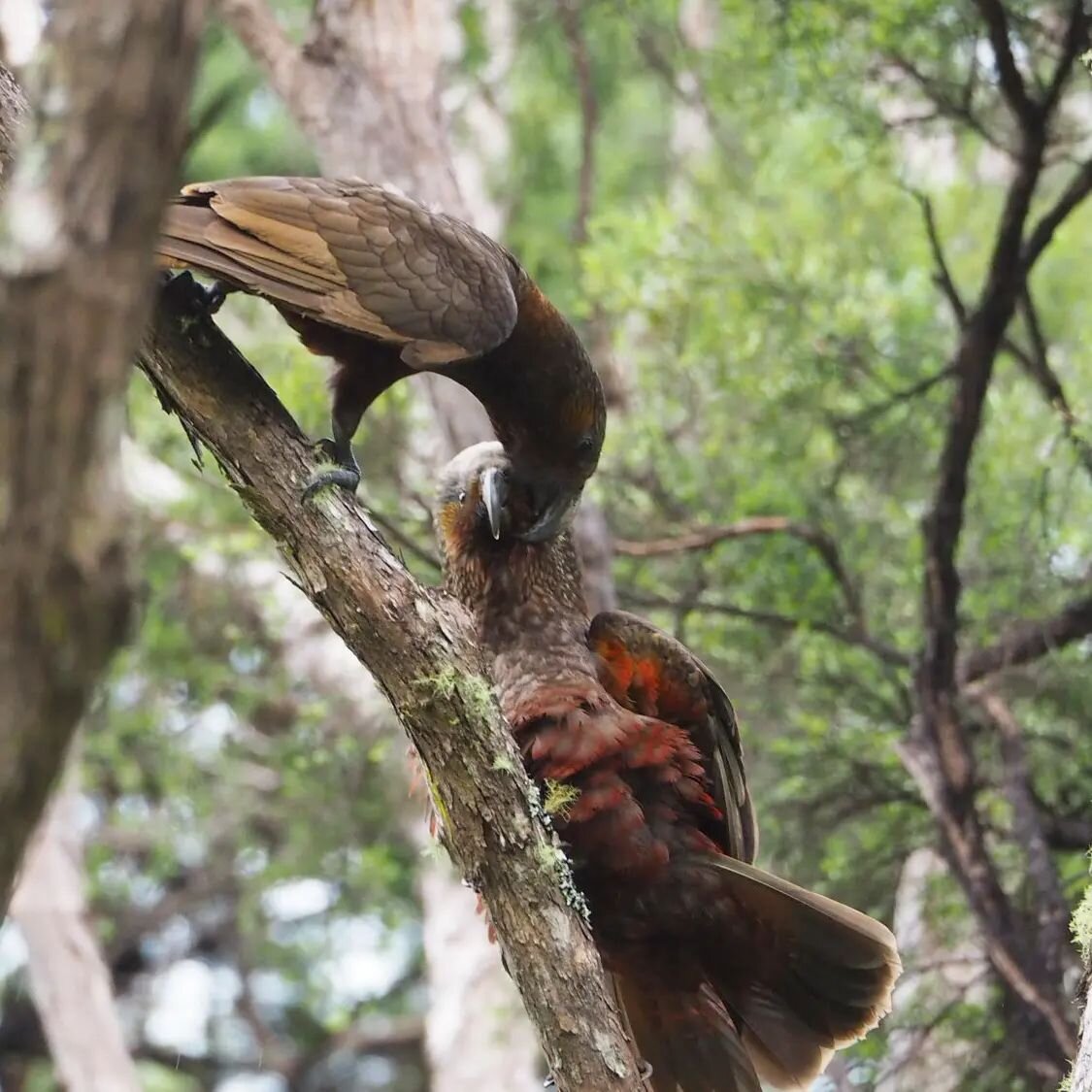 Kākā kisses