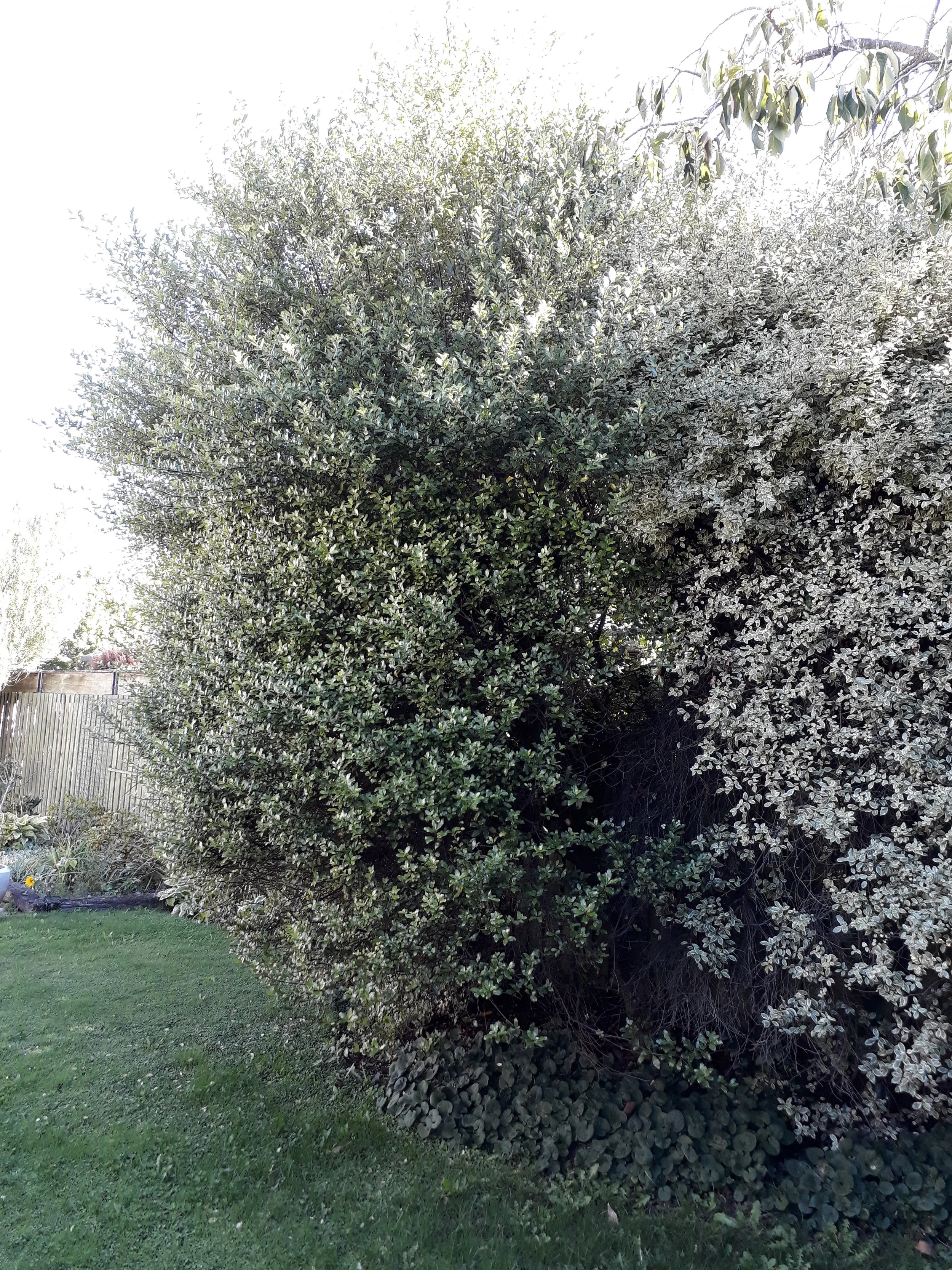 Pisstisporum's in need of trimming. Before picture #1