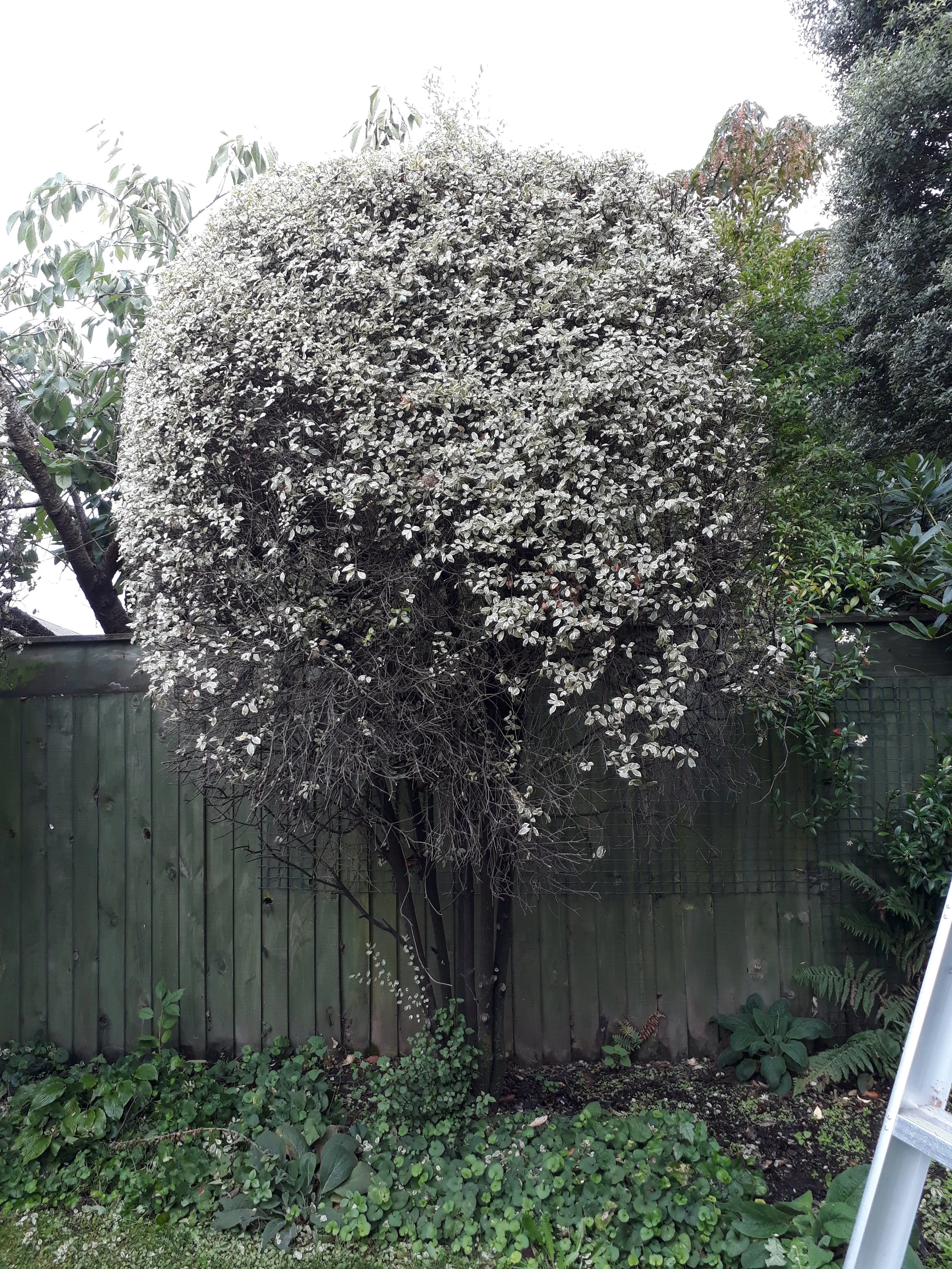 Finished, we can do the same for you. Pruning time is here ;)