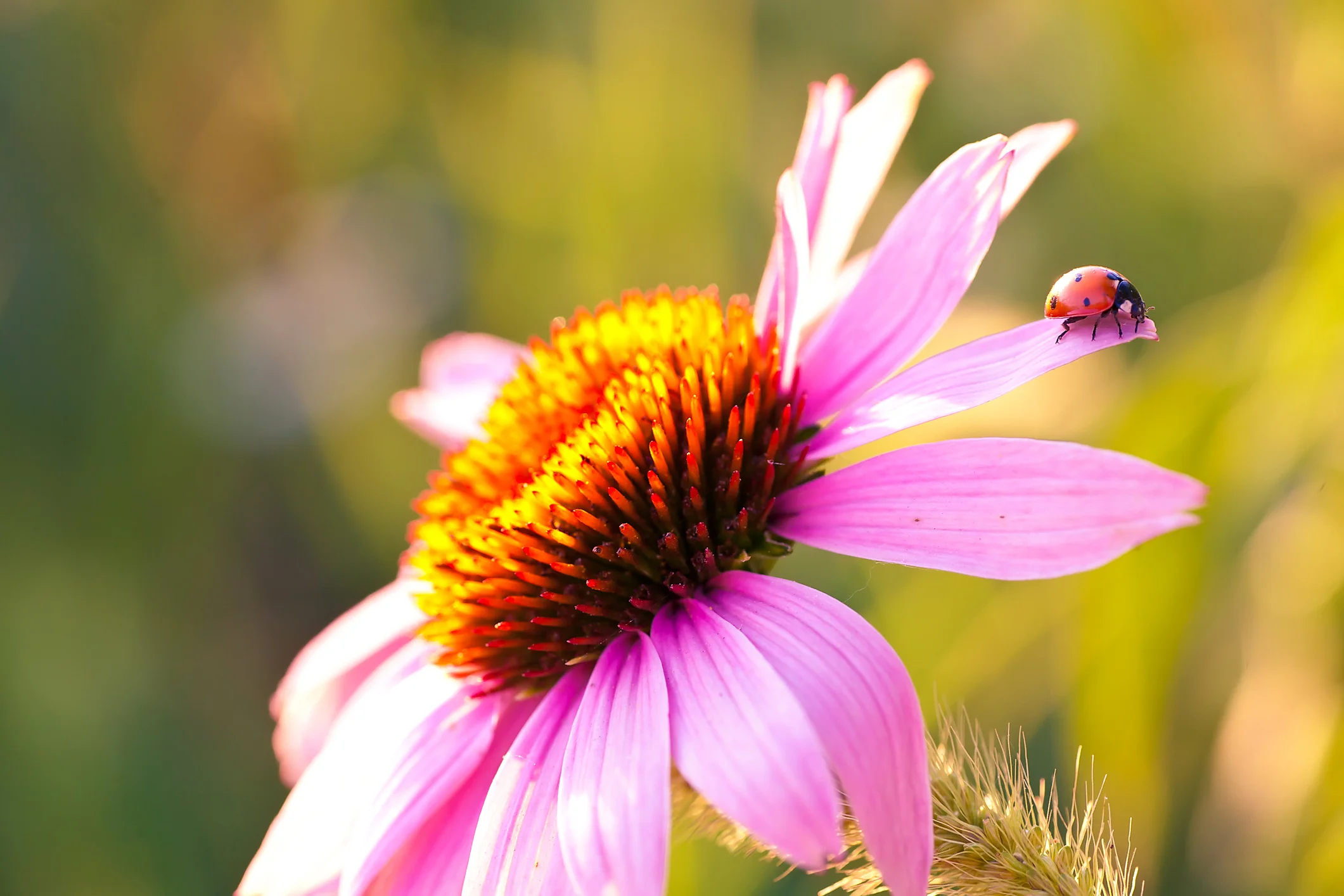 flowerfield.jpg