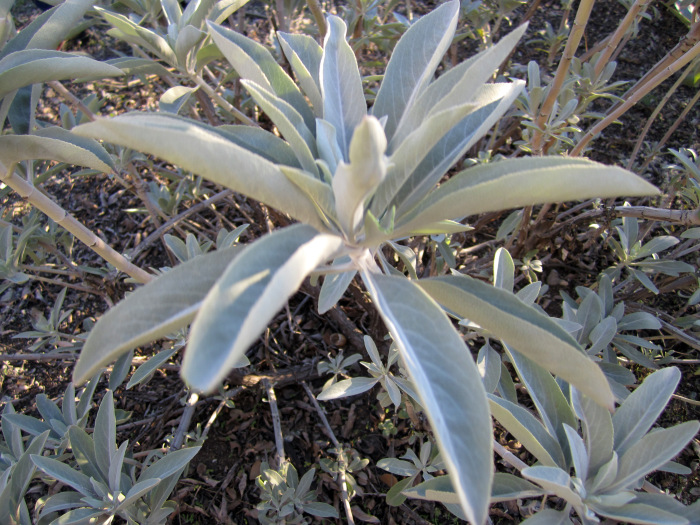 White Sage (salvia apiana), native to the Southwest