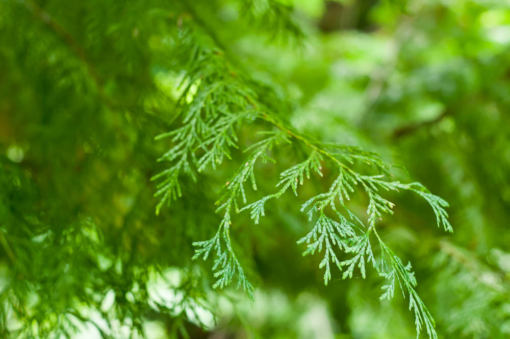 cedartips.jpg