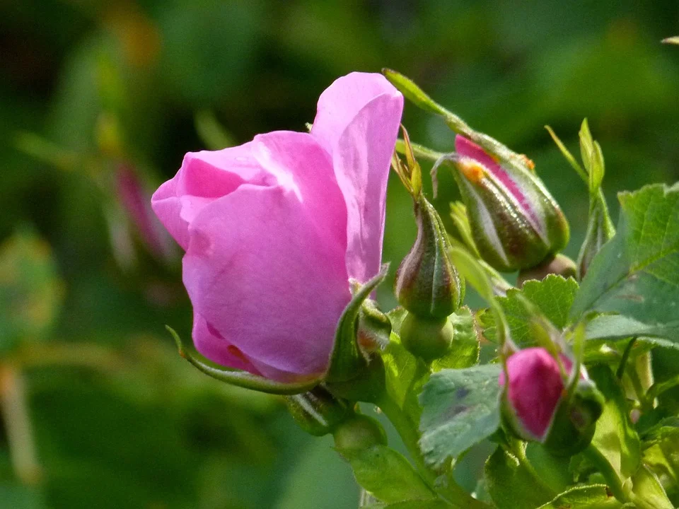 wild-rose-144275_960_720.jpg