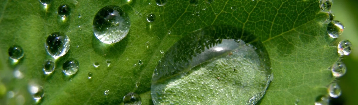 water-droplets-on-leaves-min.jpeg