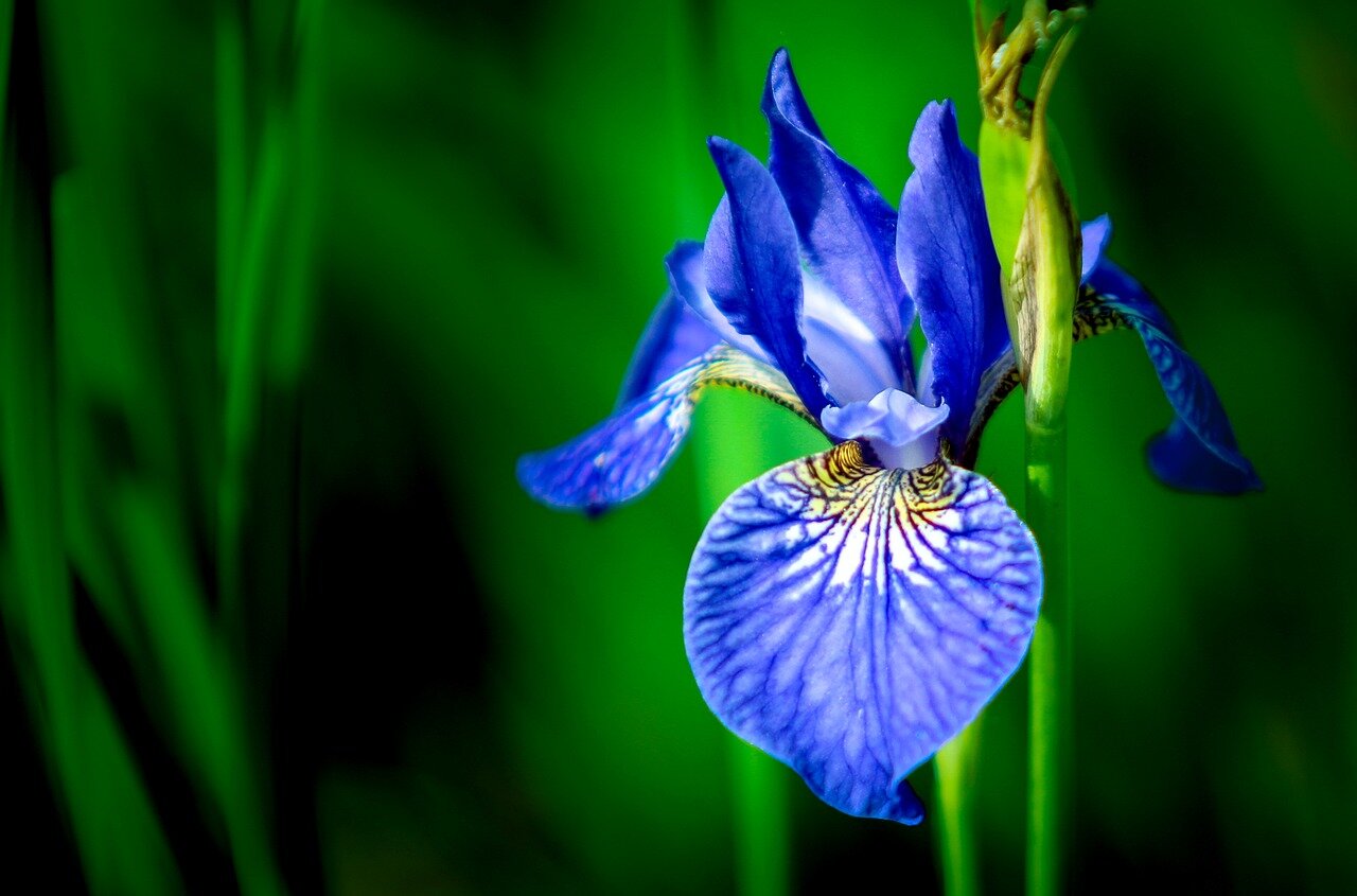 iris-2489438_1280.jpg
