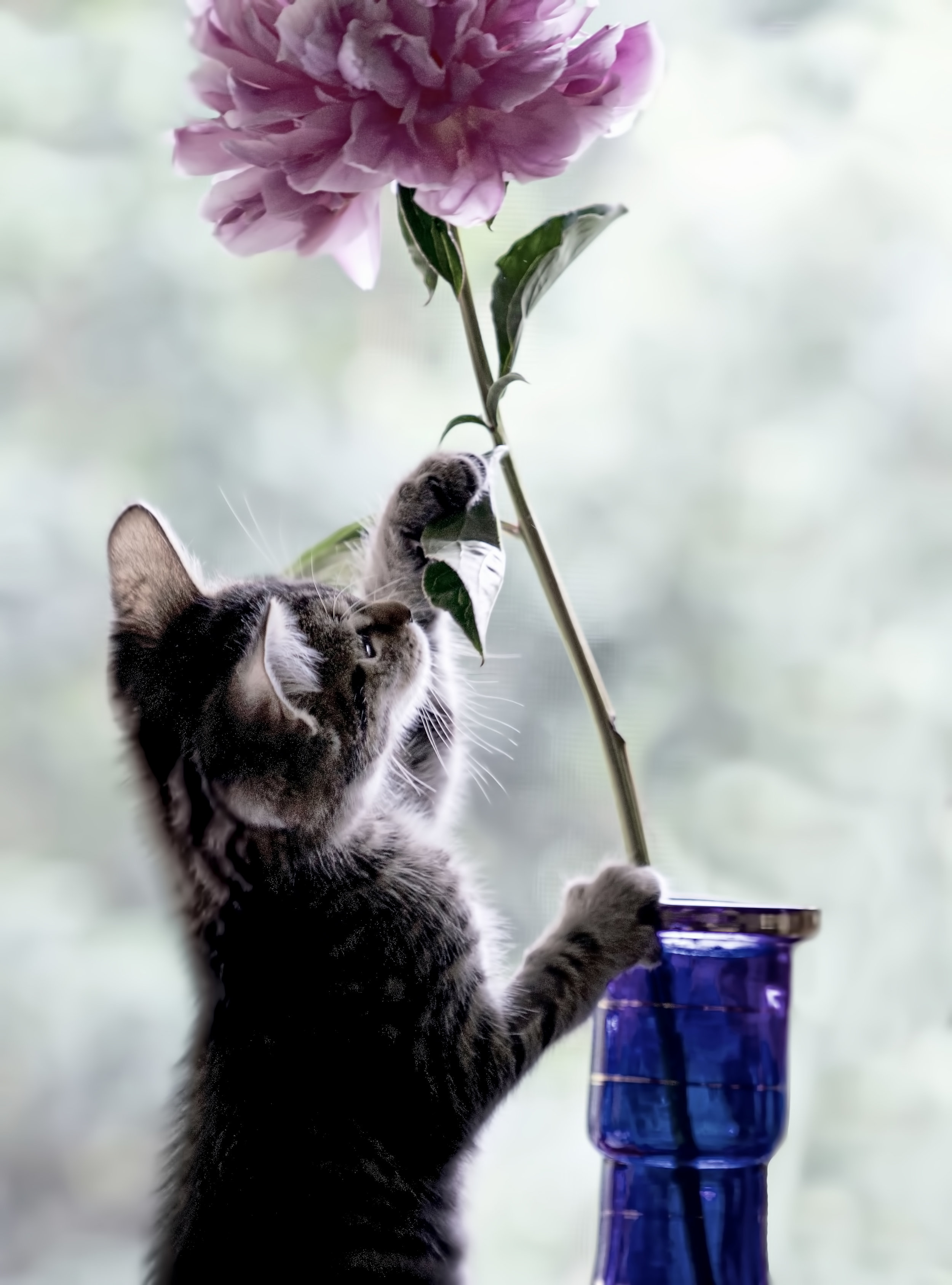 big flower little cat copy copy.jpg