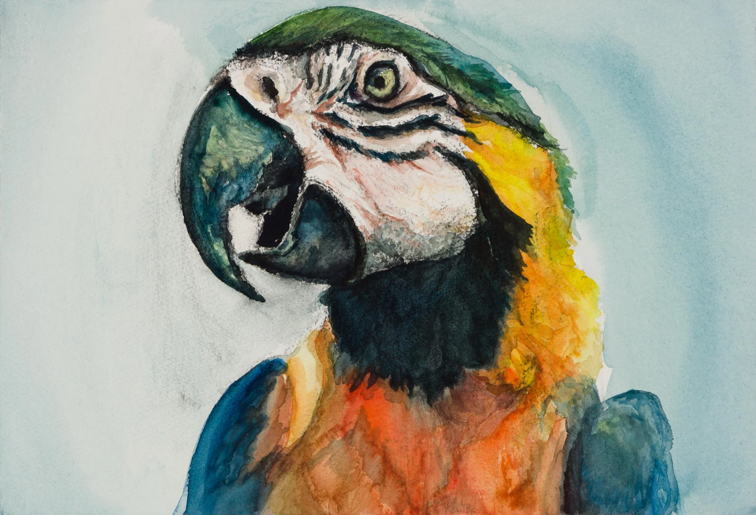 Media : Watercolor on Paper Size : 10" by 14" Date : Nov 2016 Ref Photographer : Tom Slatin