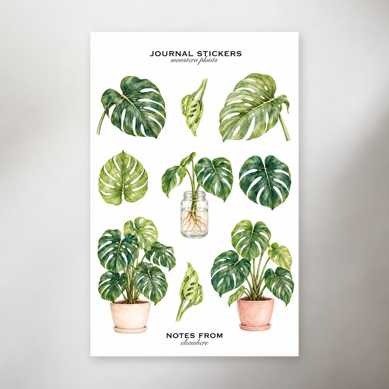 Monstera Plants | Vol. 01
