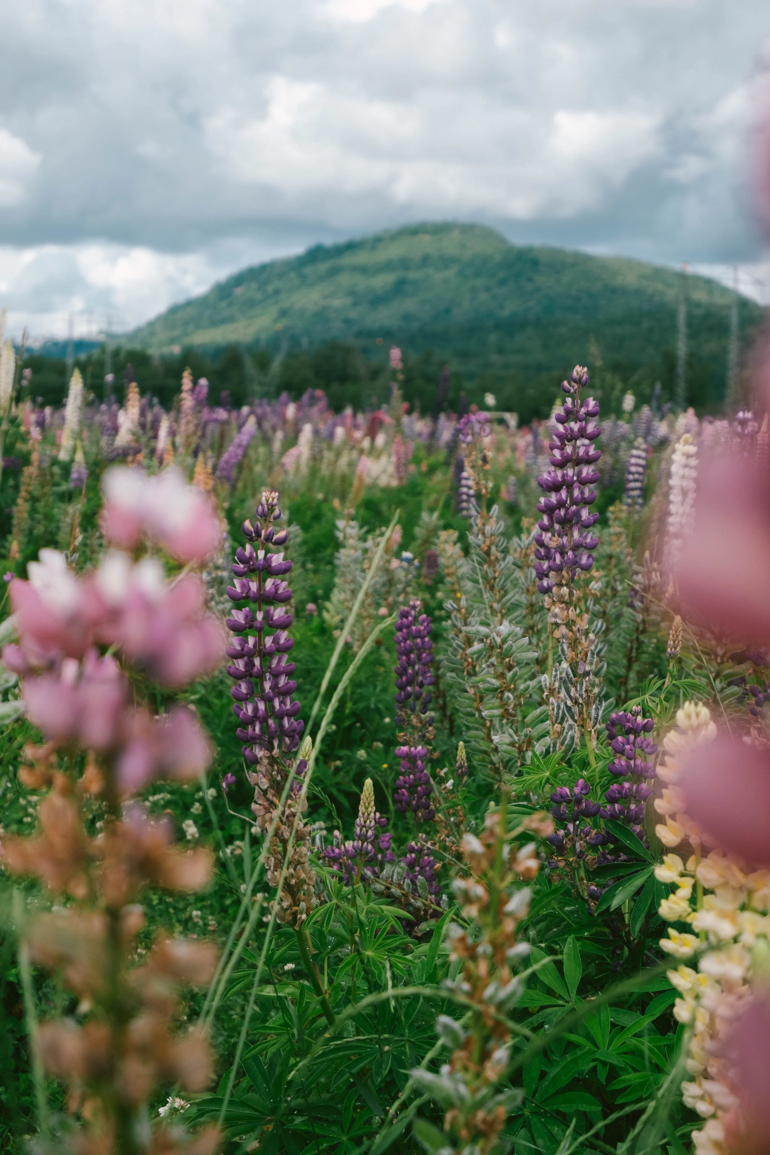 British Columbia Lupins