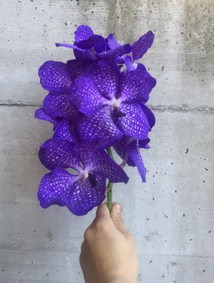 fiori_4.jpg