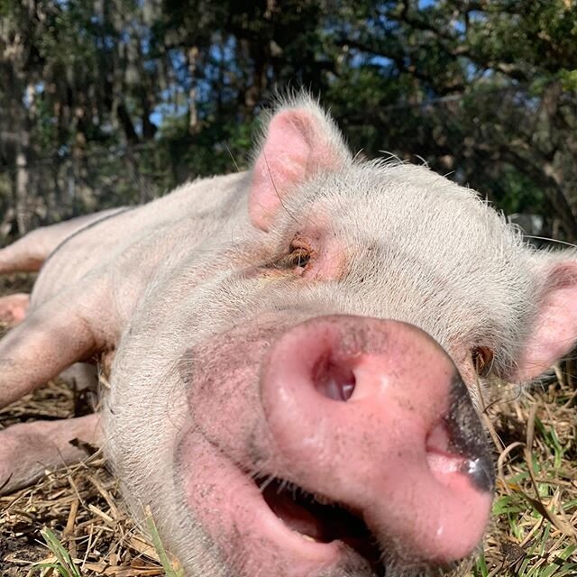There are pigs with better lives than you. Don't get mad, get even 🐷🐷⚡️ #liveyourbestlife #youcandoit #whatwouldthunderdo #eatsleepoinkrepeat #beashappyasapigwithafrenchfry