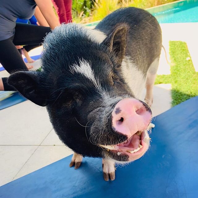If your yoga doesn't have pigs. Is it really even yoga? 🧘🏻&zwj;♀️🐷🐷⚡️ #namaste #pigyoga #oinkoinkbreathe #yogibolty #tghcares #unionthree