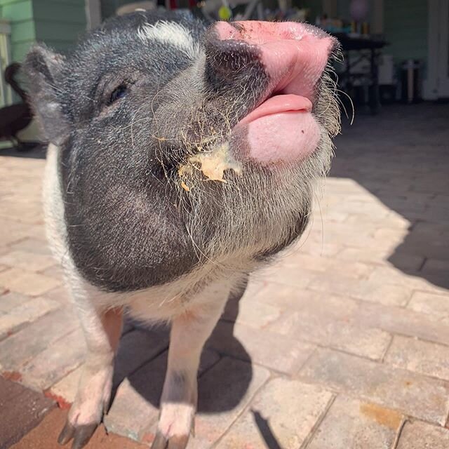 Me: Who ate all the peanut butter. Bolt: I have no clue 🐷 🐷 ⚡️ #icannottellalie #youhavesomethingonyourface #itwasntme #falselyaccused