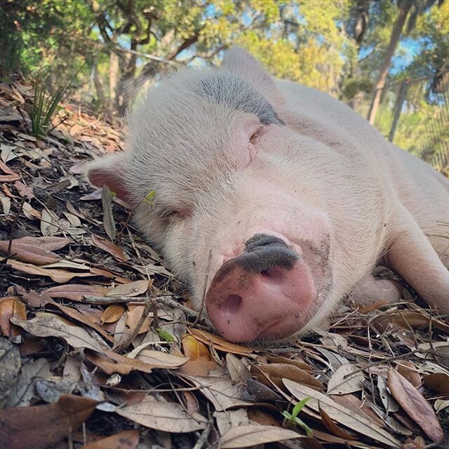 Daylight savings time is for the birds ⏰ Who's the genius who thought of this anyway? 🐷 🐷 ⚡️ #ineedmybeautysleep #imcallingmycongressman #farmlife #turnoffthesun #daylightsavings #daylightsavingstime #springforward