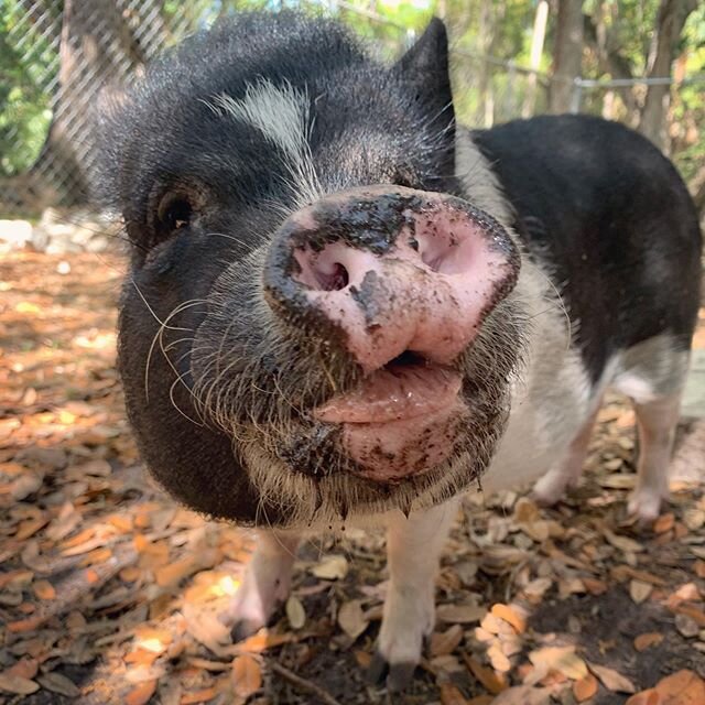 Nothing to see here. Just a muddy pigbear trying to brighten your day while  you're stuck at home 🐷🐷⚡️ #chinup #youvegotthis #wereinittogether #loveyourneighbor #boltybear