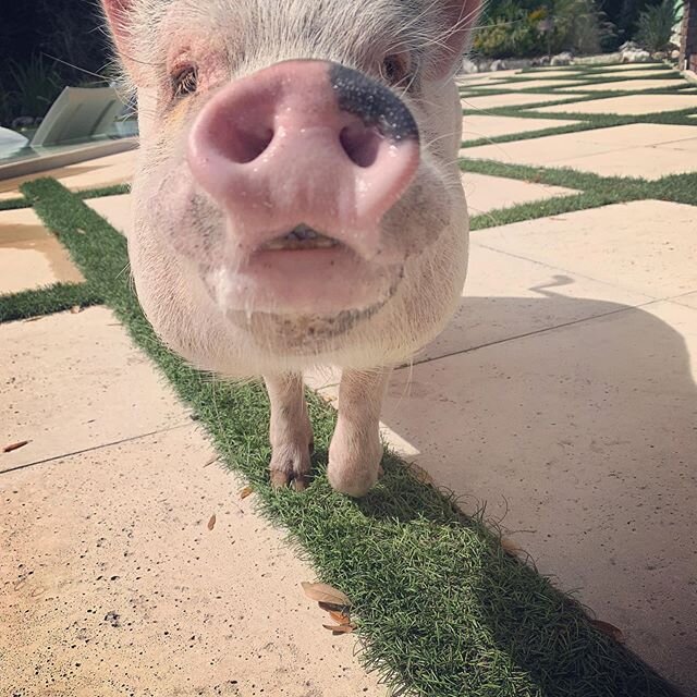 When your 🐽 is five times bigger than your legs you can sniff out Cheerio hoarders from a mile away🐷🐷⚡️#stophoardingfood #ismelltrouble #boopmynose #oink #thunderbite