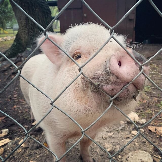 Thunder is behind bars at home like many of our friends all over the 🌍. We are united and especially praying for 🇮🇹 🇺🇸 🇪🇸 🇩🇪 🇫🇷 🇬🇧 🇨🇭 Please check in and tell us how you're holding up 🐷🐷⚡️#virtuallove  #stayhome #loveyourneighbor