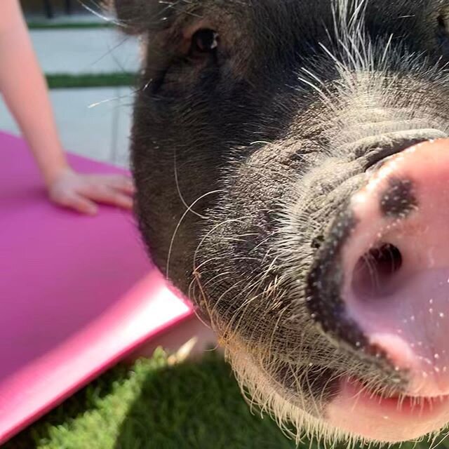 Bolt is thinking of starting his own virtual pig yoga studio. Who&rsquo;s in? #namastayhome #studiobolt #downwardpig