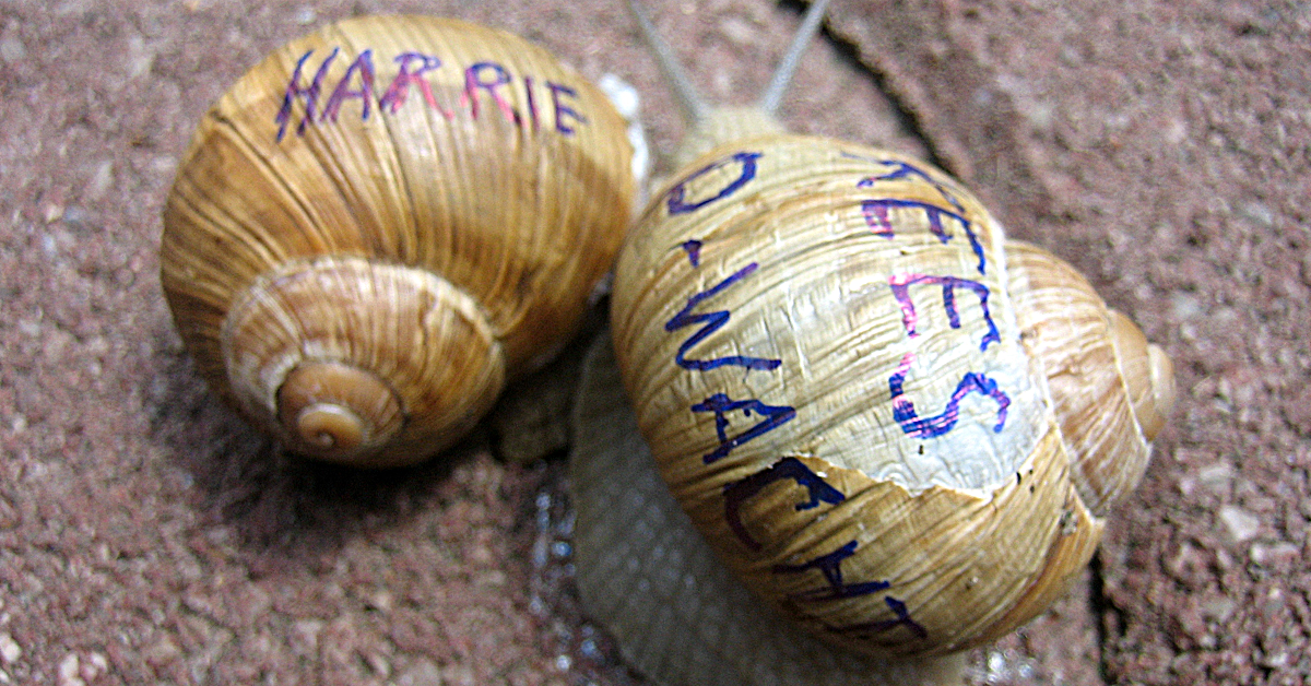 We stellen aan je voor: slakken Harrie en Kees (ook wel bekend als de parkeerwacht)