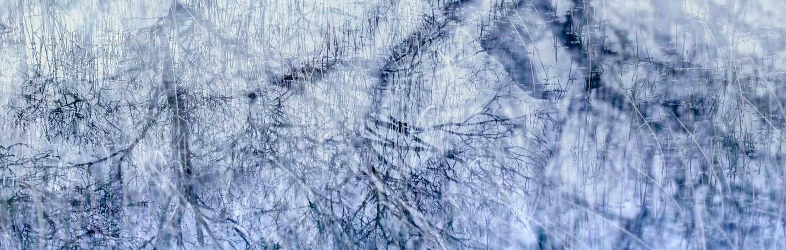 MelCollieIceBlue (1 of 1).jpg