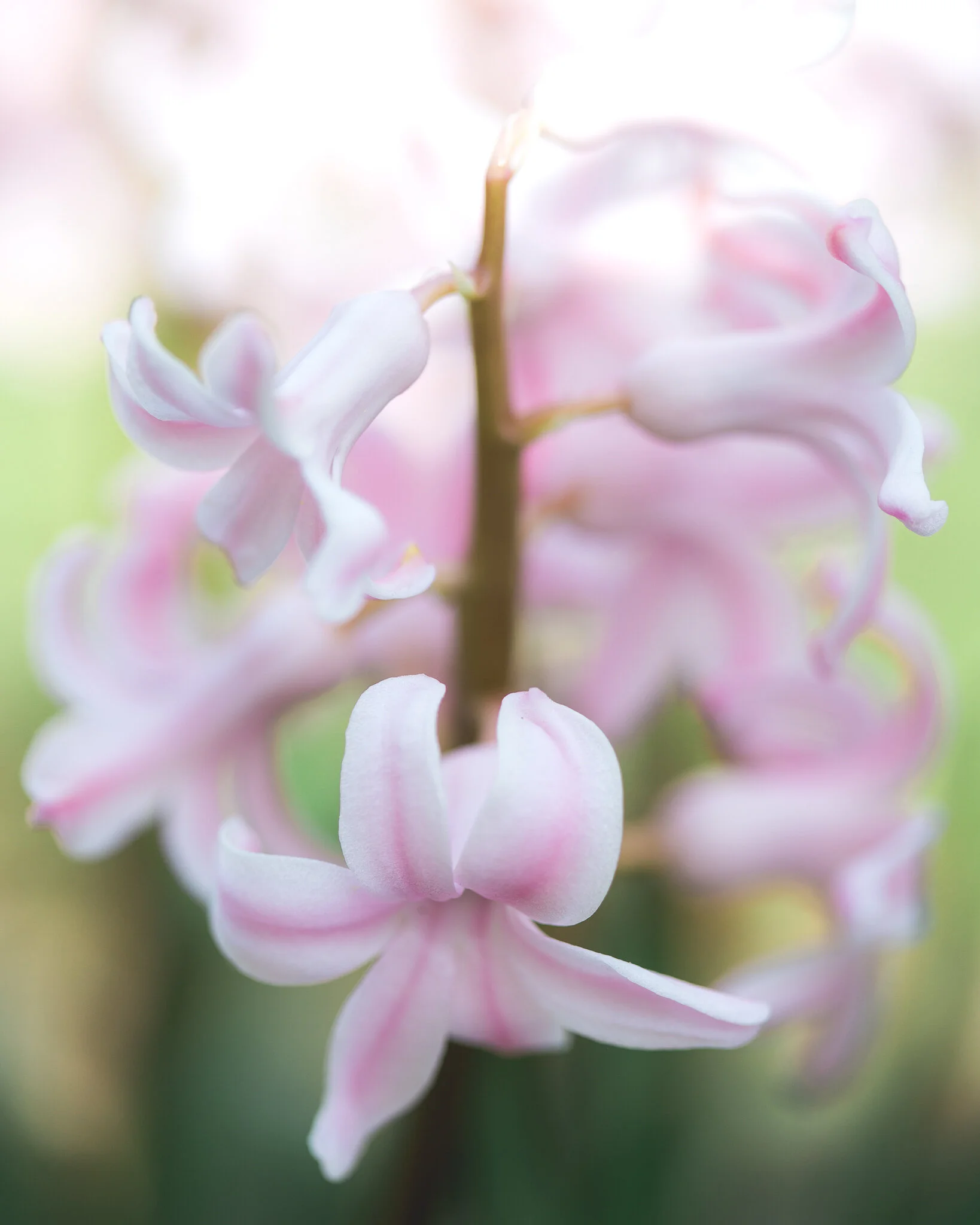 Hyacinth Florist Shoot