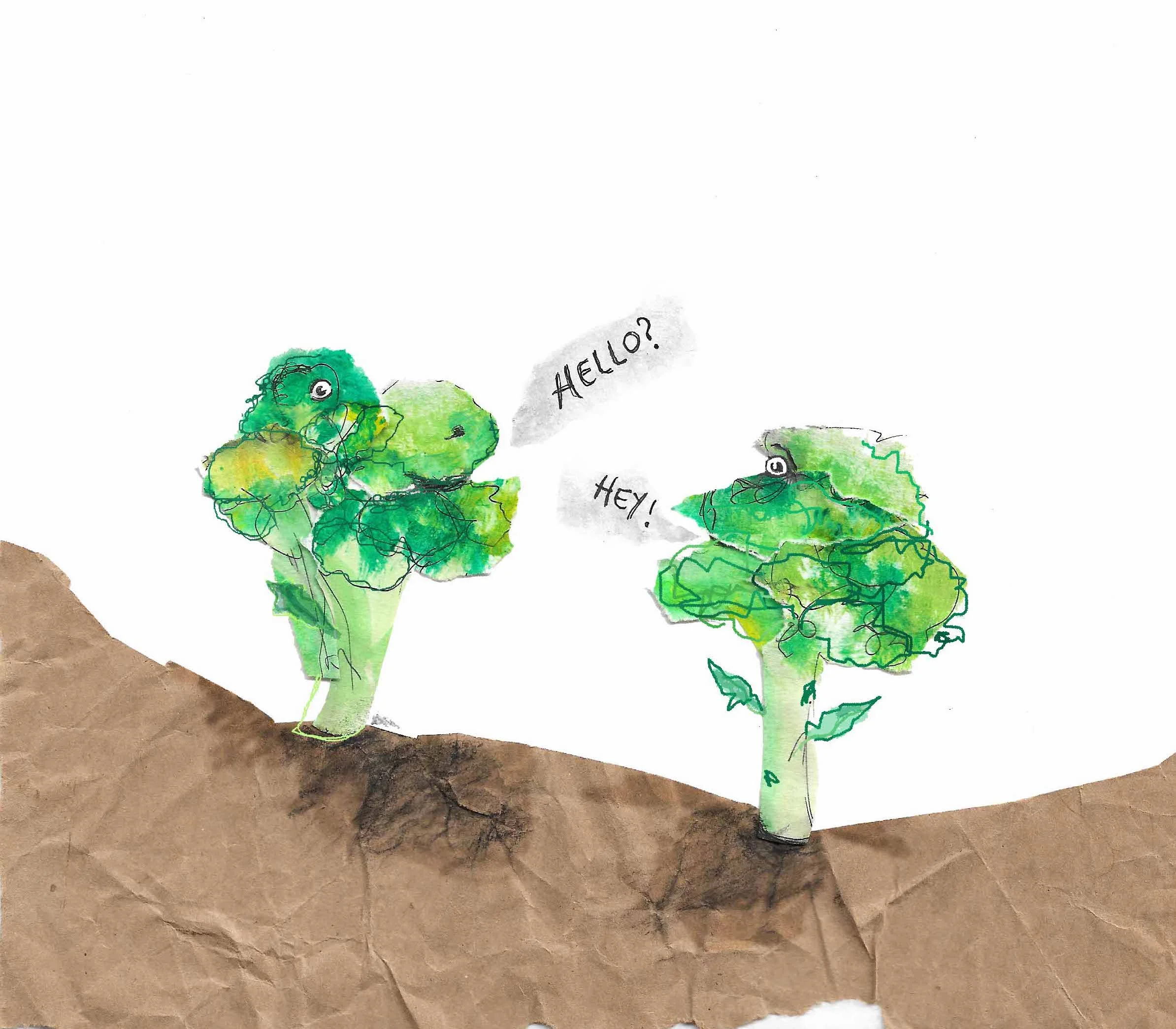 broccoli heads By Sarah Harrison.jpg