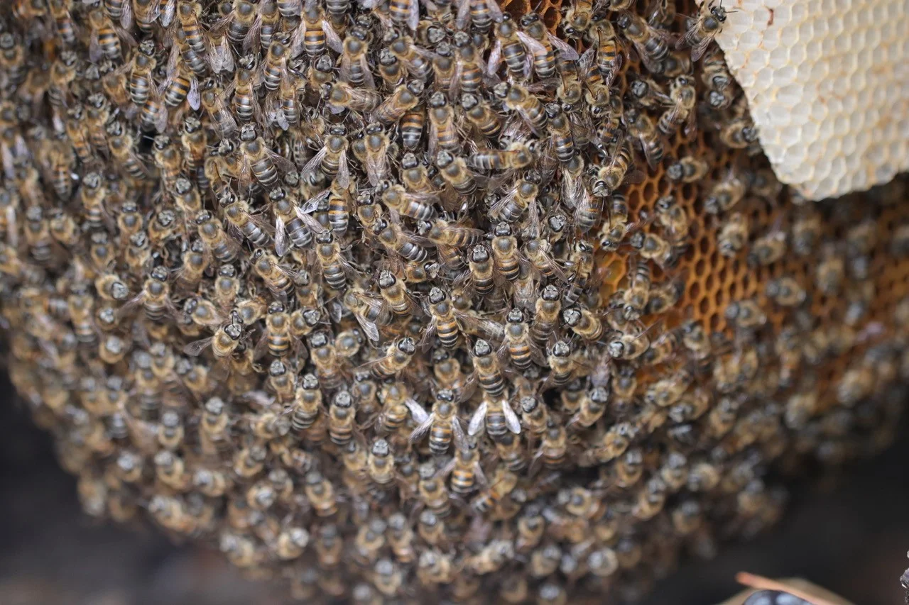Beauties and the Beast: Our wild bees are in peril!