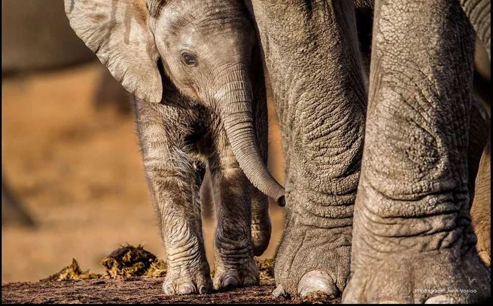 Elephant Conservation Talk by Don Pinnock