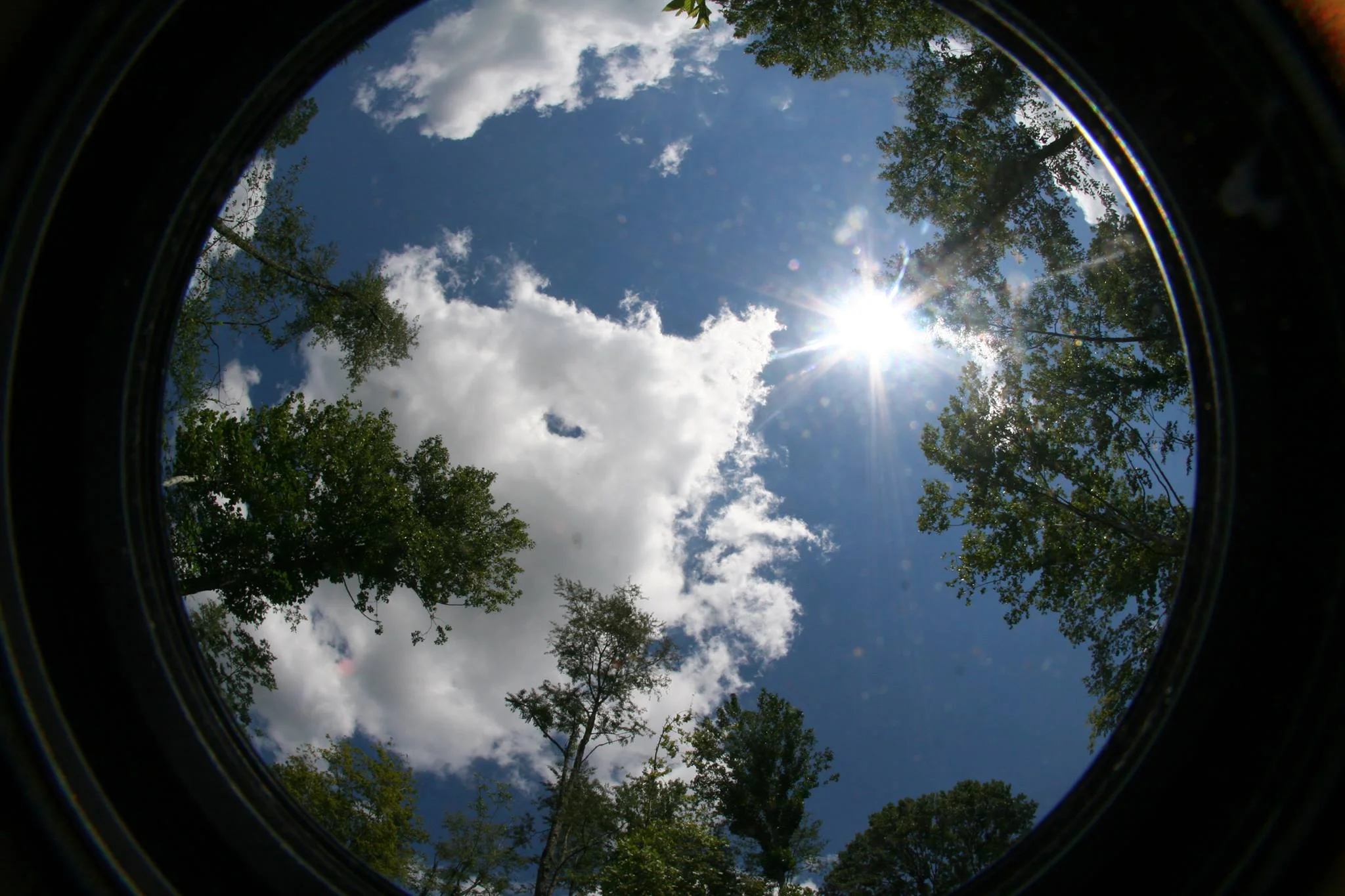 Fisheye Tree Phot.jpg