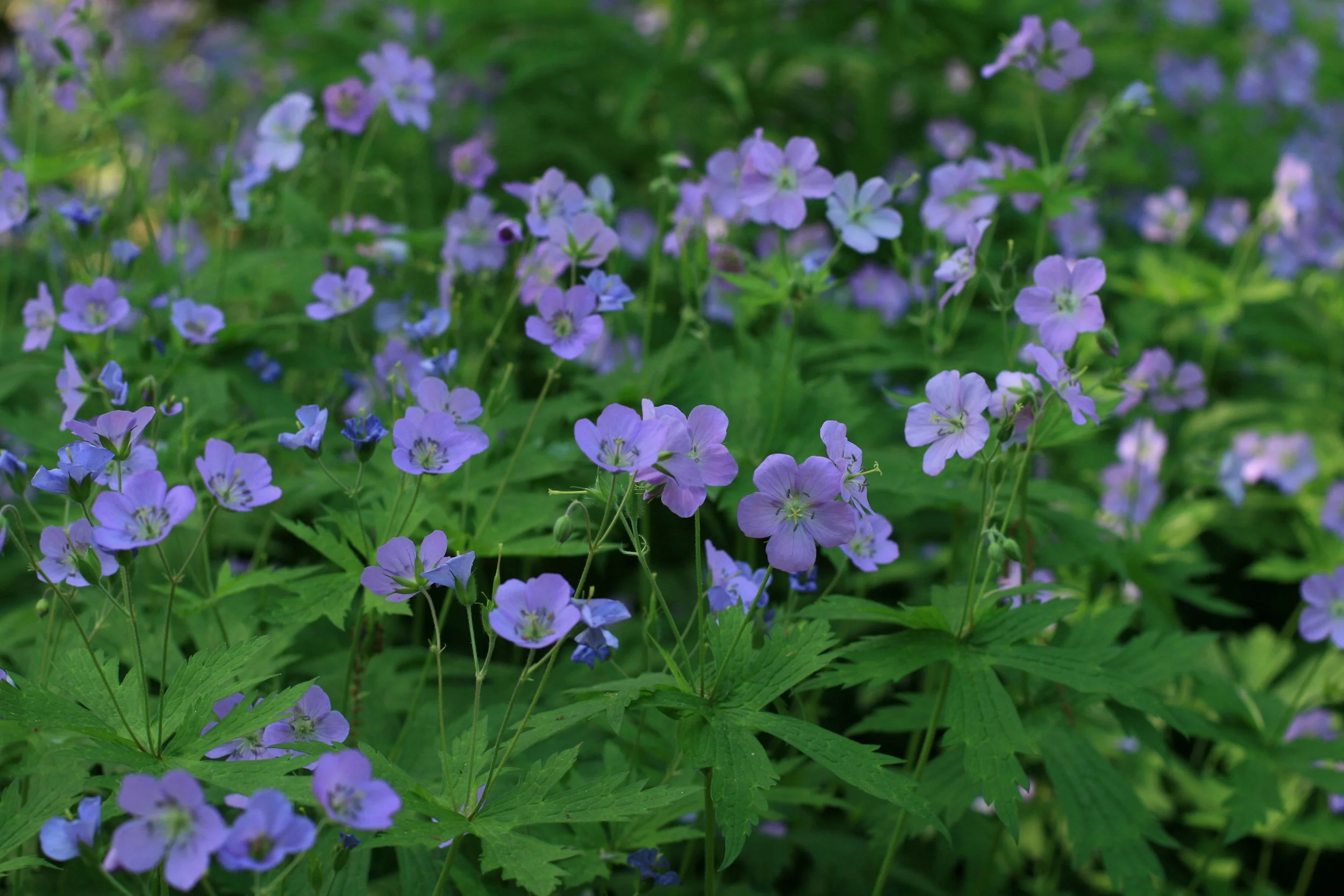 geranium-maculatum-plantsflowers.jpg