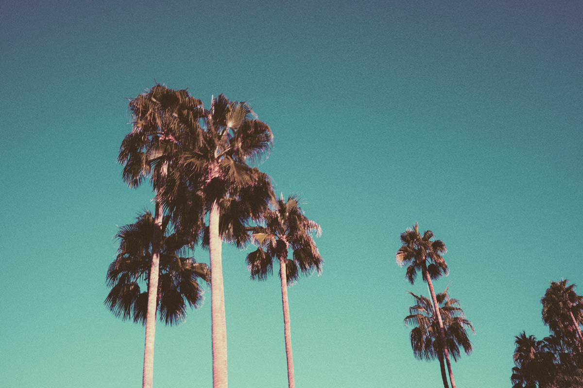 AndrewDeFrancesco_PalmSpringsPalms2_s.jpg