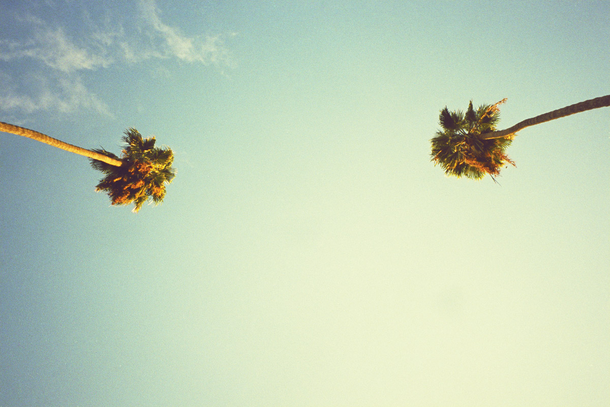 AndrewDeFrancesco_PalmTreesLA_s.jpg
