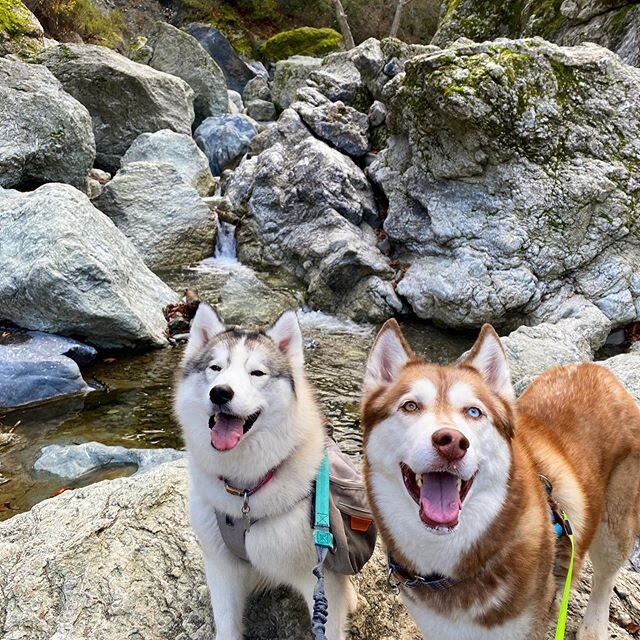 Had a great morning at &ldquo;Little Yosemite&rdquo; Sunol Regional Wilderness! 5 miles of adventures makes one tired puppy #dogsthathike #adventurepup